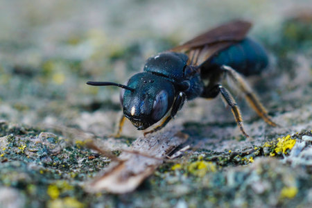 Detailed frontal closeup on a Mediterranean metallic blue colored small carpenter bee, Ceratina chalcitesの写真素材
