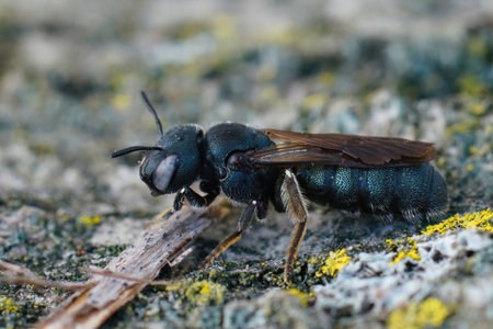 Detailed closeup on a Mediterranean metallic blue colored small carpenter bee, Ceratina chalcites