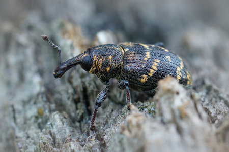 Detailed closeup of the colorful large pine weevil, Hylobius abietis, a major pest of coniferous treesの写真素材