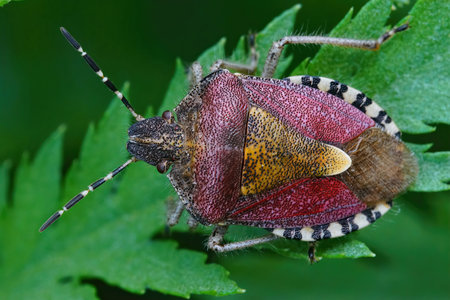 Natural closeup of a colorful red adult sloe bug or hairy shieldbug , Dolycoris baccarum sitting on green leafの写真素材