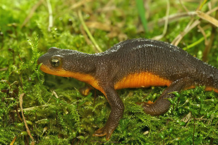 detailed closeup on a poisonous Californian Rough skinned newt, Taricha granulosaの写真素材