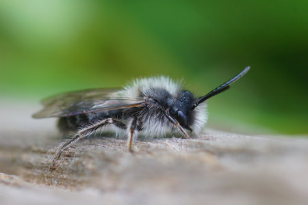 Natural closeup on a male Clarke's mining bee, Andrena clarkella sitting woodの写真素材
