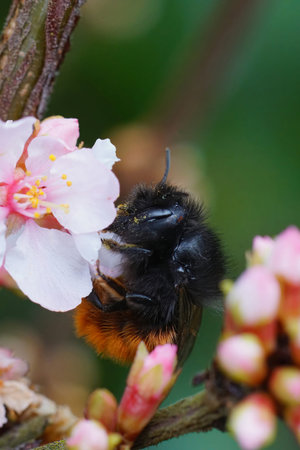 Natural closeup on a female European orchard mason bee, Osmia cornuta, drinking nectar from a white...