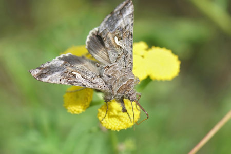Natural close up of the brown Silver-Y moth, Autographa gamma drinking nectar from a yellow Tansy flower, Tanacetum vulgareの写真素材