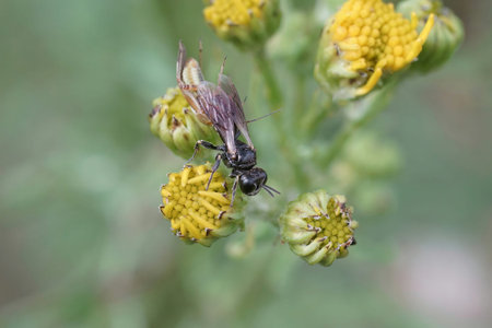 Detailed closeup on a small dark digger Aphid killing wasp, Lindenius albilabris with it's...