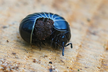 Detailed closeup on a black pill millipede Glomeris marginata, resembling a woodlouse