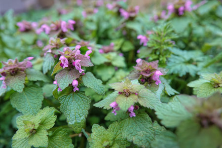 Natural wide angle closeup on a purple archangel, dead-nettle, Lamium purpureumの写真素材