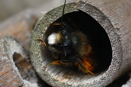 Closeup on a male European orchard mason solitary bee, Osmia cornuta peaking out of a nest at the bee-hotelの写真素材