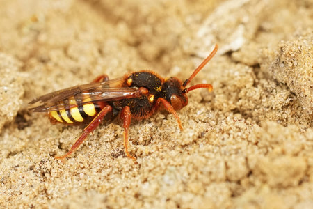 Natural closeup on a colorful red female Lathbury's nomad cuckoo bee, Nomada lathburiana sitting in the sandの写真素材