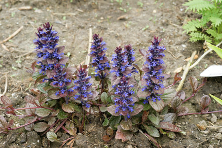 Natural closeup on the bright blue and early flowering common bugle, Ajuga reptansの写真素材