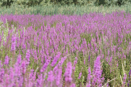 Natural landscape with an overwhelming aggregation of colorful bolossoming Purple loosestrife , Lythrum salicariaの写真素材