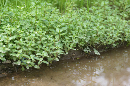 Natural closeup on an aggregation of European speedwell or brooklime, Veronica beccabunga, plants along a water puddleの写真素材
