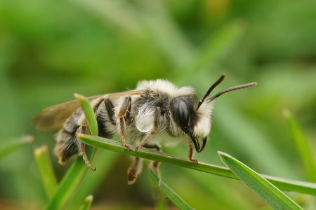 Detailed natural closeup on a male gray mining bee, Andrena vaga sitting in grassの写真素材