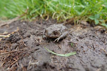 Closeup on a female European common toad, Bufo bufo sitting on the ground and grass in the garden in rainy weatherの写真素材