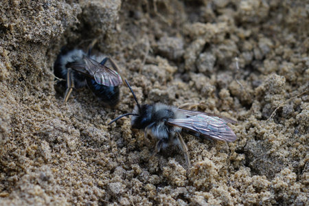 Natural closeup on 2 male grey-backed mining bee, Andrena vaga, crawling on the groundの写真素材