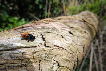 Natural closeup on a female European orchard mason bee , Osmia cornuta sitting on woodの写真素材