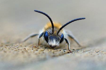 Detailed close up on a small male red-tailed mining bee, Andrena haemorrhoaの写真素材