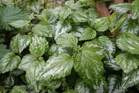 Natural closeup on the emerging foliage of the yellow archangel, or silver artillery plant,...