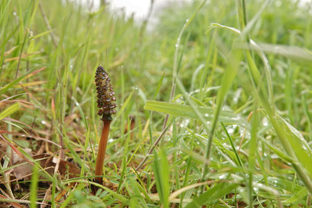 Natural wide angle closeup on an emerging Common horsetail plant, Equisetum arvense in a grasslandの写真素材