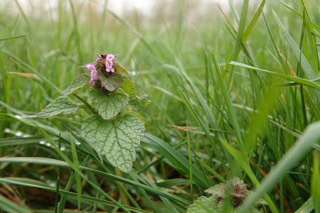Natural closeup on the early blossoming red dead-nettle or purple archangel, Lamium purpureumの写真素材