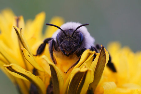 Natural colorful close-up on a female grey-backed mining bee, Andrena vaga, sitting on a yellow...