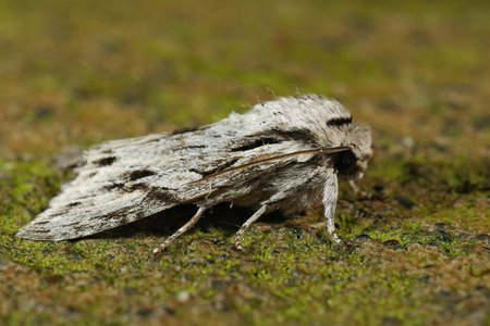 Natural closeup of a hairy dart owlet moth, Egira crucialis, at Humbug Mountain, Oregon