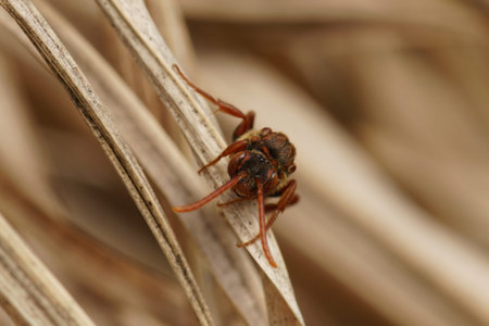 Natural facial close-up on a colorful red female of the flavous nomad bee, Nomada flava