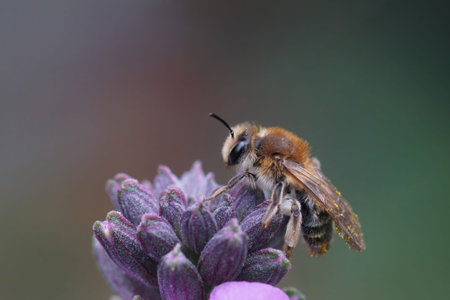 Natural closeup on a female Mellow less solitary bee, Andrena mitis sitting on top a wallflower