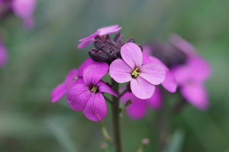 Colorful closeup on the lilac flower of the European wallfower, Erysimum cheiri , in the garden