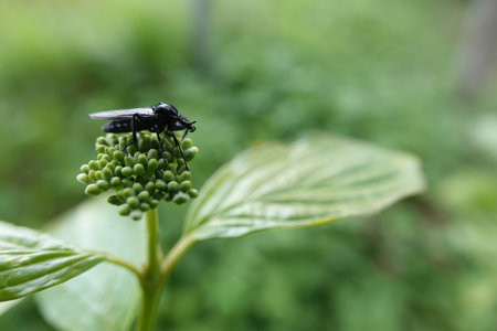 Natural closeup on a black European feverfly, Dilophus febrilis, sitting on top of a flowerbudの写真素材
