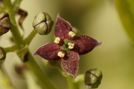 Natural closeup on the distinctive flower of Japanese aucuba gold dust shrub , Acubia japonica