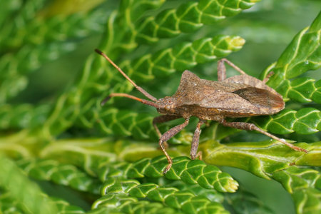 Natural closeup on a brown dockbug, Coreus marginatus sitting on green leaf in the gardenの写真素材