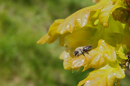 Natural closeup on a female grey-backed mining bee, Andrena vaga , resting on young fresh orange...