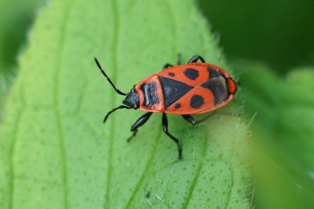 Natural colorful close-up on a brilliant red firebug, Pyrrhocoris apterus sitting on a green leaf