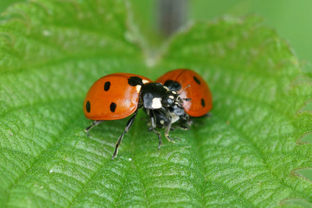 Natural colorful closeup on 2 brilliant red seven-spotted ladybirds, Coccinella septempunctata, sitting on a green leafの写真素材