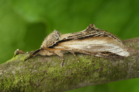 Natural closeup shot of the swallow prominent moth, Pheosia tremula, sitting on a twigの写真素材