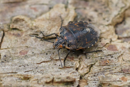 Natural detailed closeup on a small pentatomid shiedlbug, Holcogaster fibulata sitting on wood