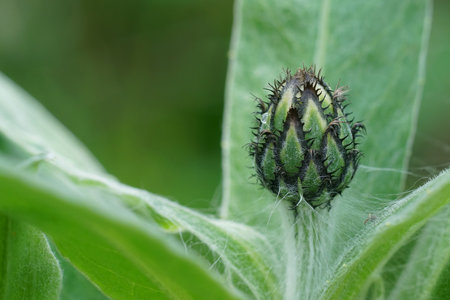 Natural closeup on an emerging flower bud bof the mountain cornflower, Centaurea montanaの写真素材