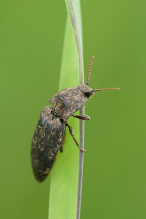 Natural vertical close-up on a gray colored clicking beetle, Agrypnus murina on a grass-leaf against...
