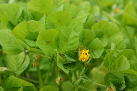 Natural close-up on the small red flower of the spotted burclover or medick clover, Medicago arabicaの写真素材