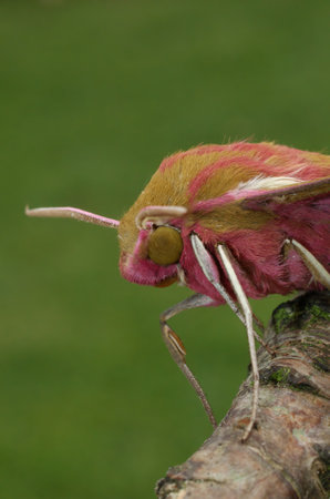 Detailed Vertical closeup on the colorful pink to green Elephant moth, Deilephila elpenor against a green blurred backgroundの写真素材