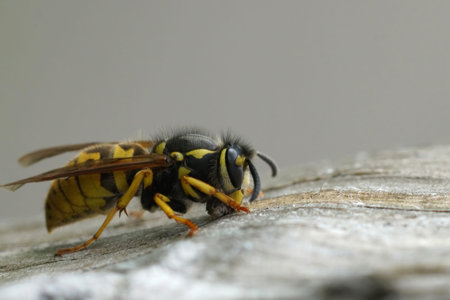 Natural closeup on a queen German paperwasp, Vespula germanica collecting andf cutting wood for...