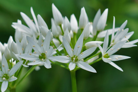 Natural closeup on the fresh white flowers of broad-leaved bear garlic, Allium ursinumの写真素材