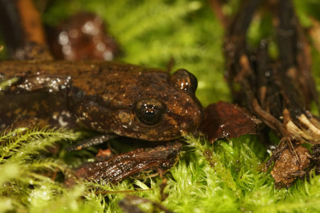 Natural closeup on the head of a juvenile green colored Dunn's salamander, Pletohdon dunni, hiding...