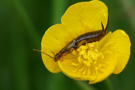 Natural closeup on the common European earwig, Forficula auricularia in a yellow buttercup flower
