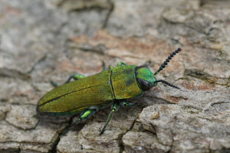 Natural closeup on the colorful green metallic jewel boring beetle, Anthaxia hungarica sitting on...