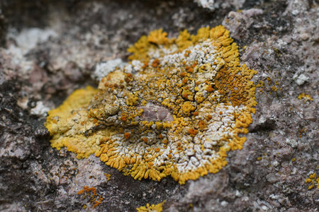 Natural closeup on a colorful orange Closeup on a colorful orange rock firedot lichen, Calogaya saxicola, growing on stonesの写真素材