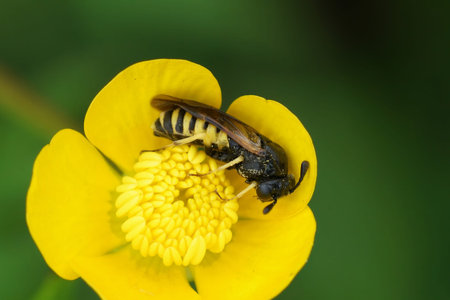 Natural closeup on a plant parasite sawfl, Corynis crassicornis , in a yellow buttercup flower