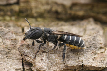 Detailed closeup on the female of the black and white elongated looking Osmia cephalotes mason...
