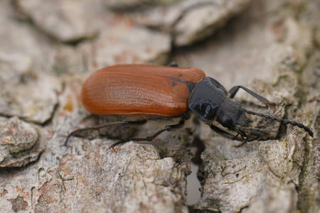Natural closeup on a brown colored comb-clawed beetle, Omophlus lepturoides, sitting on woodの写真素材